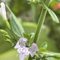 カラミンサ,ハーブ,花壇,ガーデニング,山野草の画像