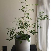 シルクジャスミン,ゲッキツ,観葉植物,ハイドロカルチャーの画像