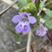 カキドオシ,ハーブ,花壇,ガーデニング,山野草の画像