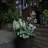 ネメシア,ヒューケラ,チョコレートコスモス,デルフィニウム,スカビオーサの画像