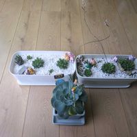 オブツーサ,オブツーサ,オブツーサ,エケベリア,エケベリアの画像