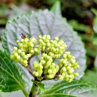 アサガオ,ナナカマド,紫陽花,散歩,つぶやきの画像