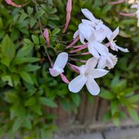 ハゴロモジャスミン,お出かけ先の画像