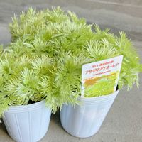 アサギリソウ,アサギリソウ オーレア,アサギリソウ オーレア,花のある暮らし,愛知豊明花き地方卸売市場の画像