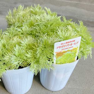 アサギリソウ,アサギリソウ オーレア,アサギリソウ オーレア,花のある暮らし,愛知豊明花き地方卸売市場の画像