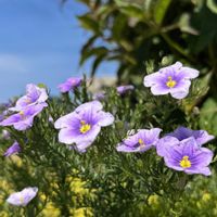 ニーレンベルギア,リシマキア オーレア,ニーレンベルギア オーガスタ,紫陽花 アジサイ あじさい,今日の１枚の画像
