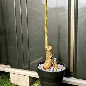 ウンカリーナ,ウンカリーナ グランディディエリ,ウンカリーナ グランディデエリ,多肉植物,塊根植物の画像