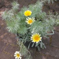 アサギリソウ,ガザニアビースト　シルバーフォックス,鉢植え,綺麗✨,PWの画像