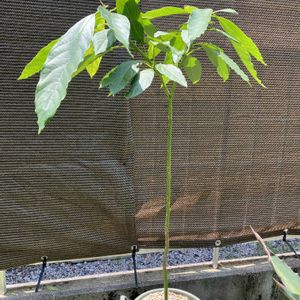 アボカド,多肉植物,塊根植物,コーデックス,花のある暮らしの画像