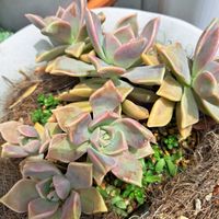 朧月,大和錦,大和錦,今日もお仕事頑張って,気持ちが良い青空、5日振りに歩いたよの画像