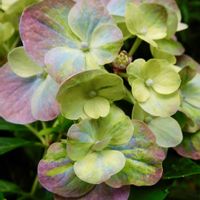 紫陽花,ラグランジア オーロランジュ,鉢植え,ガーデニング,花のある暮らしの画像