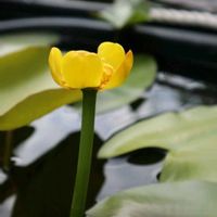 コウホネ,ベニコウホネ,ビオトープ,水生植物,花のある暮らしの画像