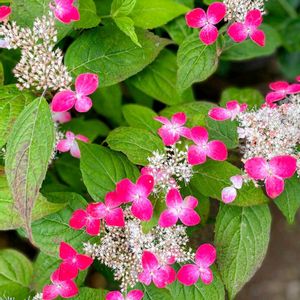 花木,植木鉢,花いろいろ,バラと夢CLUB,フェンスの隙間からの画像