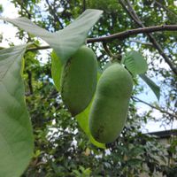 ポポー,地植え,果樹,チーム岐阜の画像