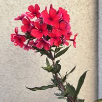 フロックス,宿根フロックス,赤い花,鉢植え,ガーデニングの画像
