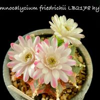 Gymnocalycium LB2178 hybrid,カクタス広瀬,mugico,窓辺の画像