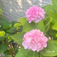 アジサイ・ダンスパーティ,コットンキャンディ,ヤマアジサイ マルルー,紫陽花　ラグーン,ガーデニングの画像