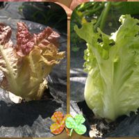 リーフレタス,リボベジ,無農薬栽培,SDGs,家庭菜園の画像