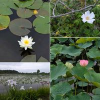 カキツバタ,ゲラニウム,スイレン,ハス,ハスの画像