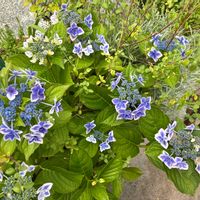 エニシダ,ギボウシ（ホスタ）,紫陽花ウェディングドレス,紫陽花 コンペイトウ,紫陽花 コンペイトウの画像