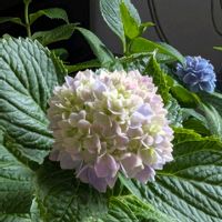 紫陽花 ポップコーン,アジサイ アマランス,あじさい 白寿紅,花のある暮らし,島根県オリジナル紫陽花の画像