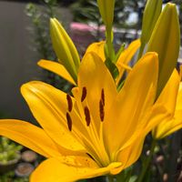 ユリ,花のある暮らし,今年もありがとう,小さな庭の画像