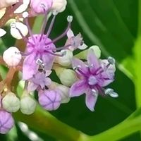 斑入りガクアジサイ・恋路ヶ浜,斑入り紫陽花 恋路ヶ浜,花のある暮らし,大事に育てたい,キュンキュン乙女倶楽部の画像