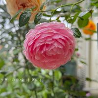 ガーデニング,ナチュラルガーデン,手作りの庭,花のある暮らし,風景の画像