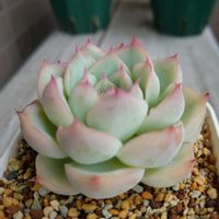 白雪ミセバヤ, シルエット, シルエット,多肉植物,多肉初心者の画像
