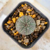オベサ,多肉植物,ユーフォルビア,deco +farmオベサ美模様の画像
