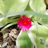 ツユクサ,斑入りベビーサンローズ,多肉植物,山野草,蕊好きの画像