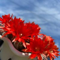 サボテン,エケベリア,薔薇の画像