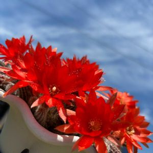 サボテン,エケベリア,薔薇,6/11の画像