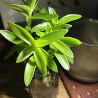 サトイモ,ヒマツリ,クラッスラ属,水栽培,南アフリカ原産の画像