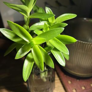 サトイモ,ヒマツリ,クラッスラ属,水栽培,南アフリカ原産の画像