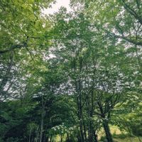 ハナズオウ,ニワナナカマド,オニタビラコ,木々,柿の実の画像