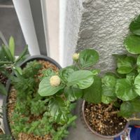 茉莉花 マツリカ 八重咲き ピカケ ジャスミン,お花,成長記録,花のある暮らし,みどりのある暮らしの画像