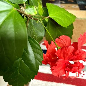 ハイビスカスフラミンゴ,まだまだ蕾もあります,ありがとう♡,頑張ってる！,頑張ってますの画像