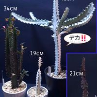 ホワイトゴースト,トリゴナ ロイヤルレッド,ユーフォルビア ホワイトゴースト,墨烏帽子,トリゴナ赤斑の画像