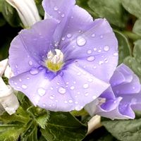 コンボルブルス,コンボルブルス ブルーコンパクタ,我が庭,コンボルブルス、夕方萎んで…,花壇の画像