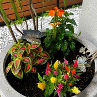 クロサンドラ かがり火,けいとう,観葉植物,大阪,南国植物の画像