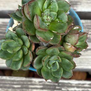 多肉植物,エケベリア属,成長,記録,置き場所問題の画像
