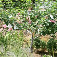 モモ,リンゴ,ブドウ,果樹,花のある暮らしの画像