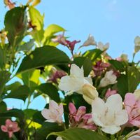 ウツギ,箱根空木（ハコネウツギ）,実家の花の画像