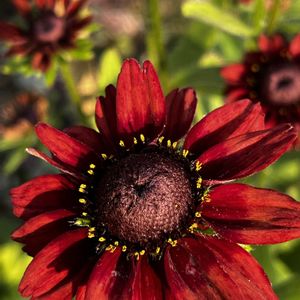 ルドベキア,植木鉢,花のある暮らし,お花を楽しむ,植物大好きの画像