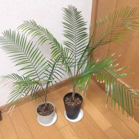 ヤシの木,Lytocaryum weddellianum(ブラジルヒメヤシ),Syagrus weddelliana,観葉植物,鉢植えの画像