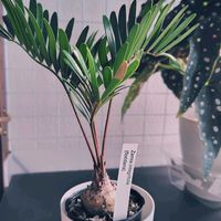 ザミア,多肉植物,観葉植物,部屋の画像