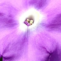 ニオイバンマツリ,大好きな花,シルエット❤︎,風の中,ヒカリの画像