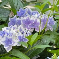 紫陽花,ガーデニング,ナチュラルガーデン,手作りの庭,花のある暮らしの画像