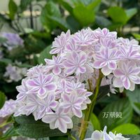 紫陽花,ガーデニング,ナチュラルガーデン,手作りの庭,花のある暮らしの画像